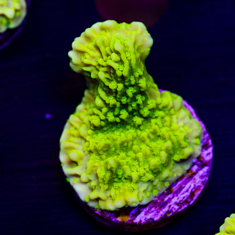 Tyree Aequituberculata Monti Cap #2