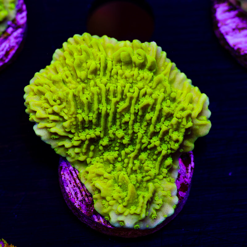 Tyree Aequituberculata Monti Cap #3