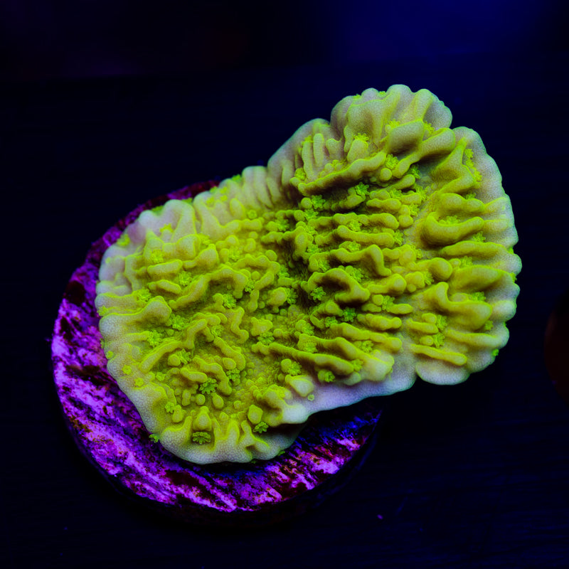 Tyree Aequituberculata Monti Cap #4