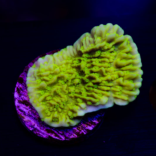 Tyree Aequituberculata Monti Cap #4