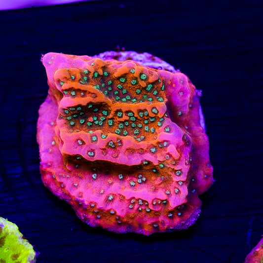 CC Orange Creamsicle Monti #1