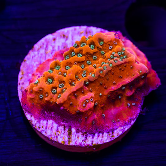 CC Orange Creamsicle Monti #4