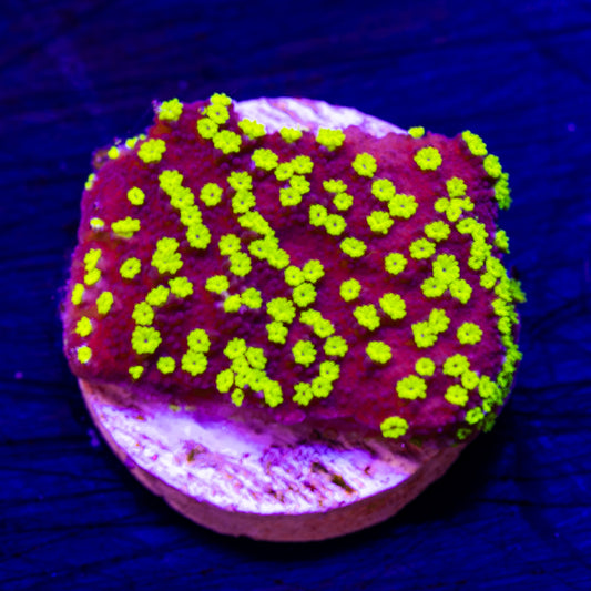 TDF Electric Grape Monti #1