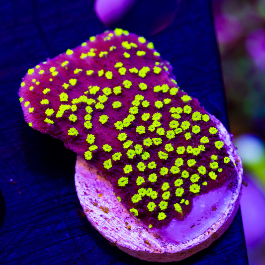 TDF Electric Grape Monti #2