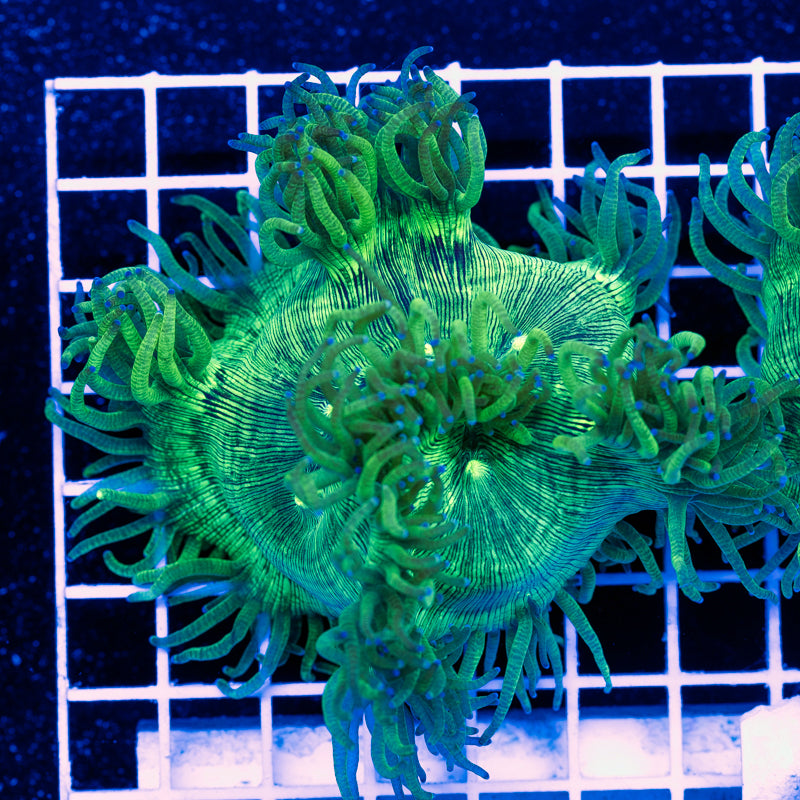 CC Bulletproof Elegance Coral #1