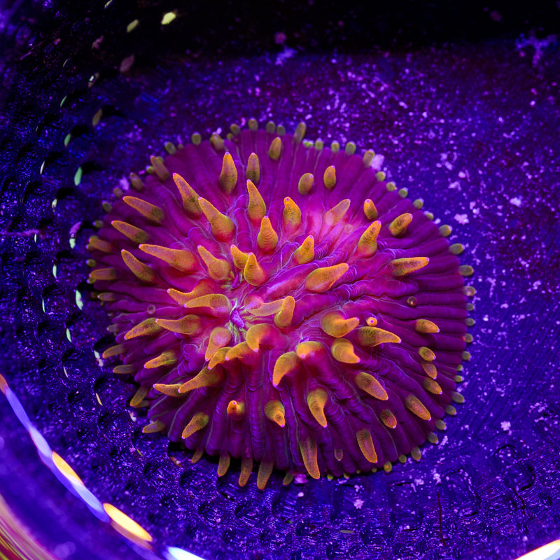 CC Flame Tip Diaseris #1