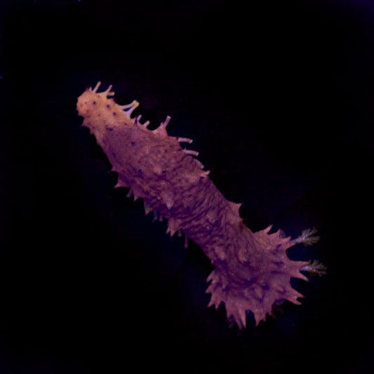 Aquacultured Mini Sea Cucumber