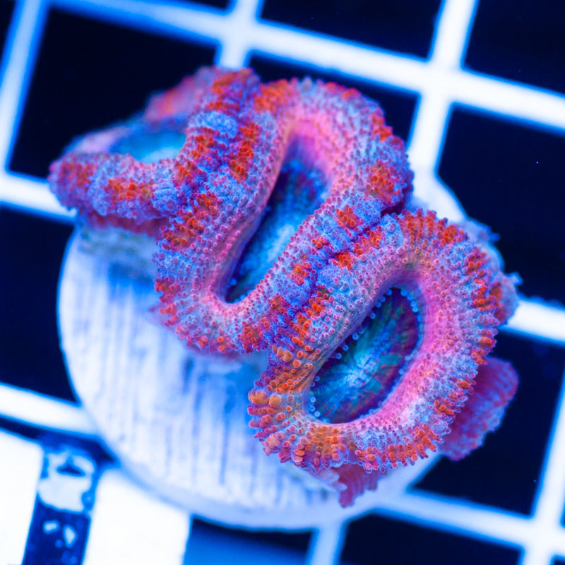 Awesome Aussie Acan #1