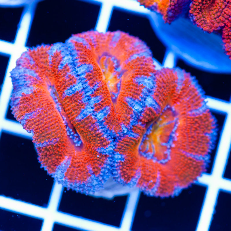 Awesome Aussie Acan #2