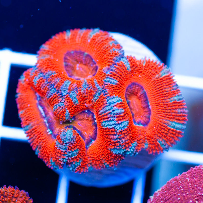 Awesome Aussie Acan #3