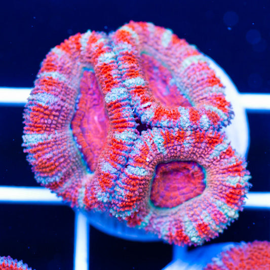 Awesome Aussie Acan #5