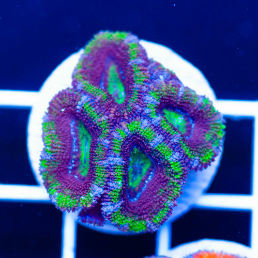 Awesome Aussie Acan #6