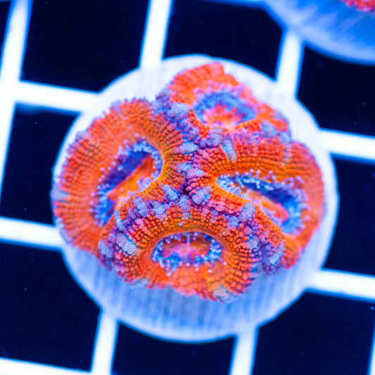 Awesome Aussie Acan #9