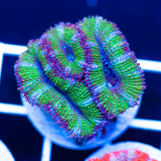 Awesome Aussie Acan #11