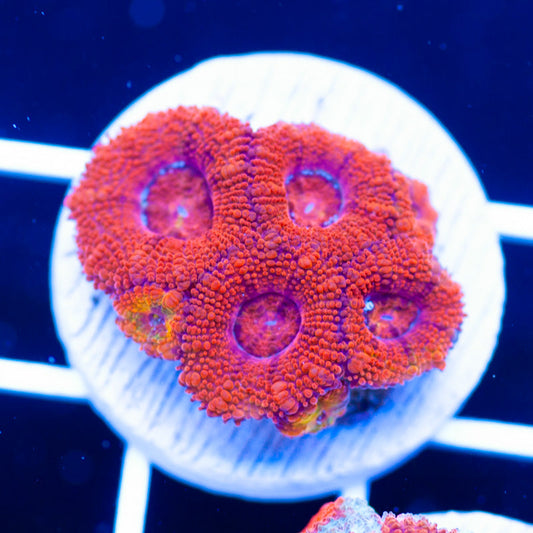 Awesome Aussie Acan #12