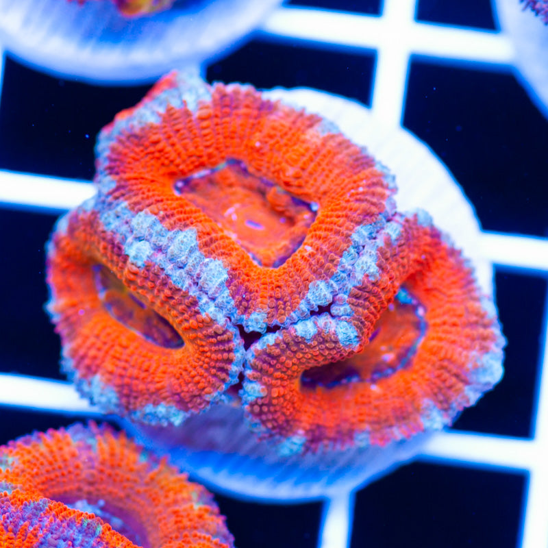 Awesome Aussie Acan #13