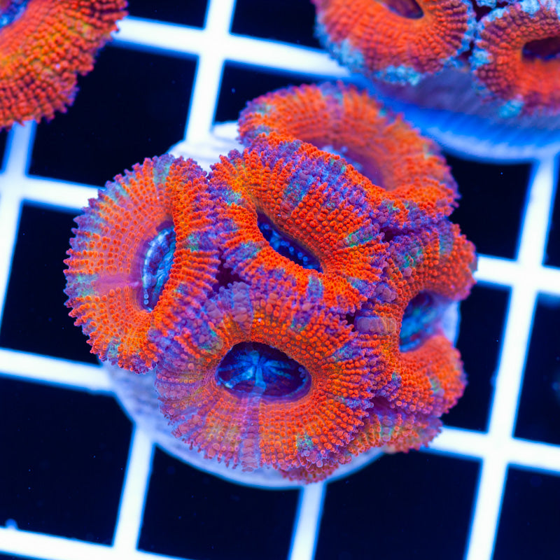 Aussie Rainbow Acan #6