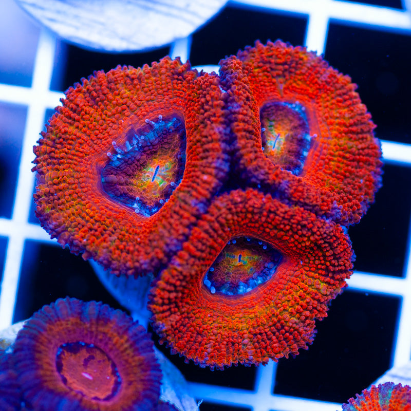 Awesome Aussie Acan #15