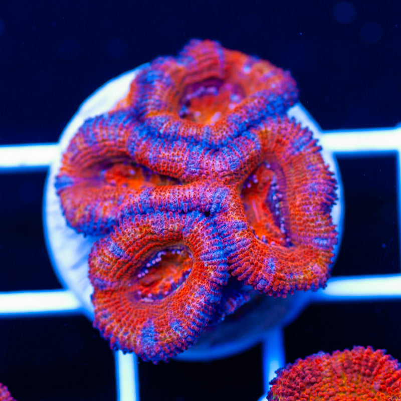 Awesome Aussie Acan #16