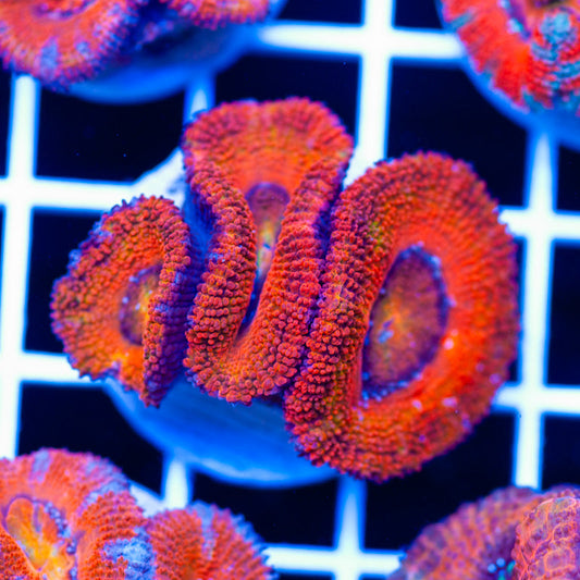 Awesome Aussie Acan #17