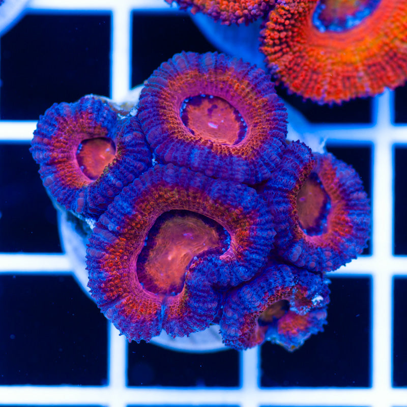 Awesome Aussie Acan #19