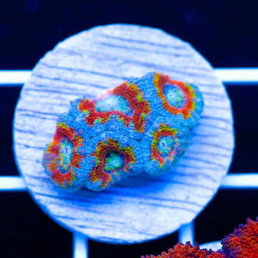 Aussie Rainbow Acan #1