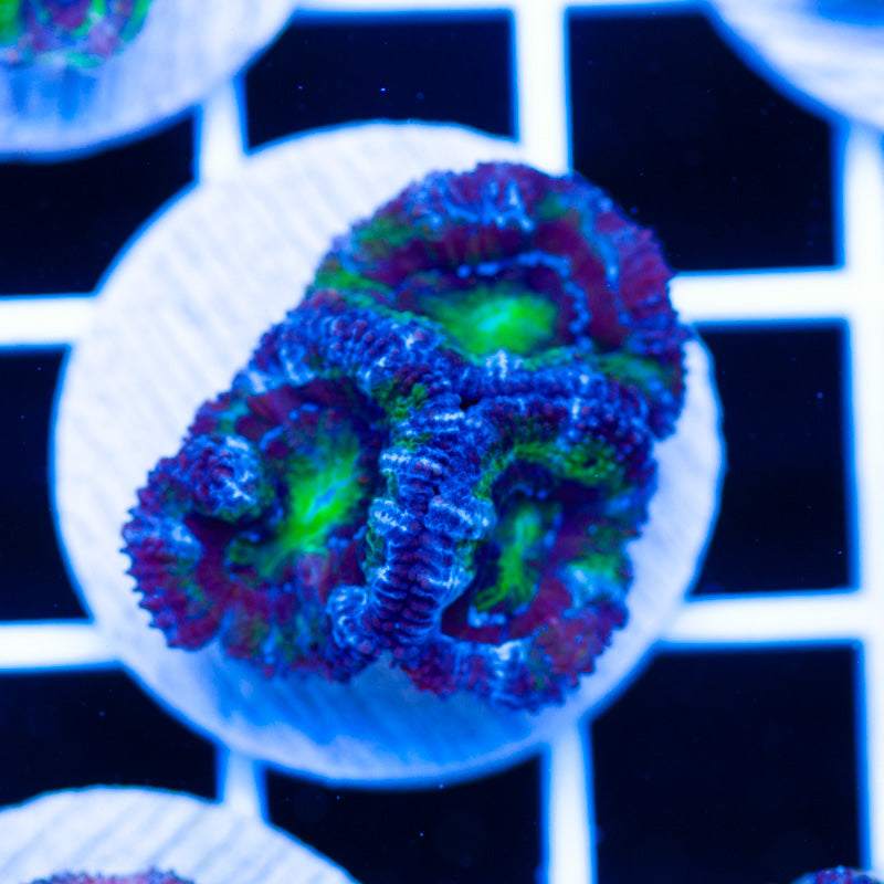 Awesome Aussie Acan #22