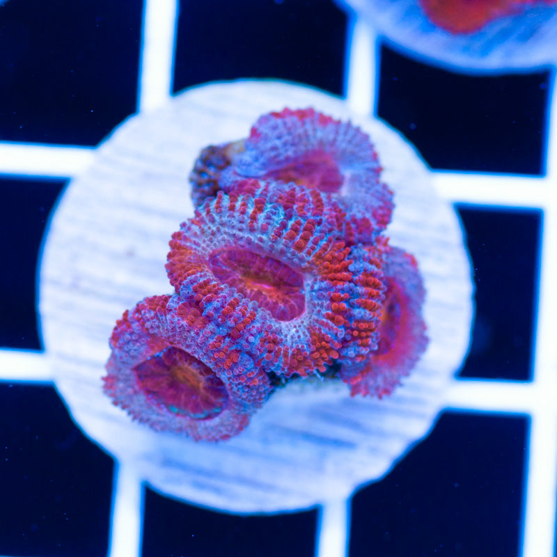 Awesome Aussie Acan #24