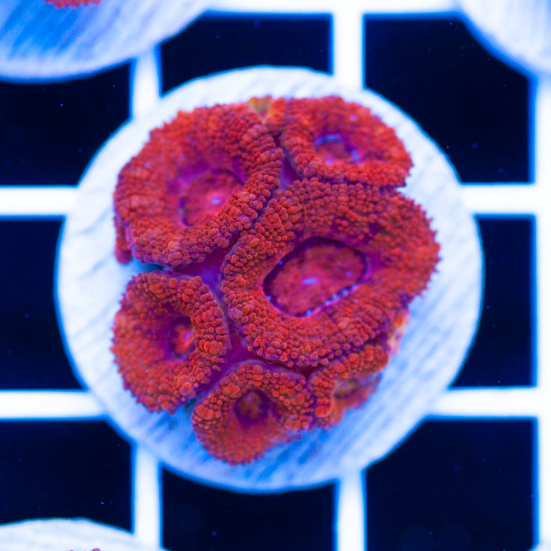 Awesome Aussie Acan #25