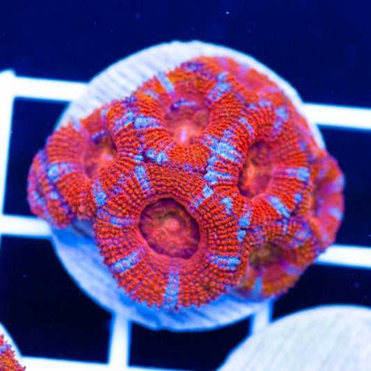 Awesome Aussie Acan #27