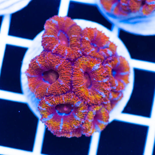 Awesome Aussie Acan #30