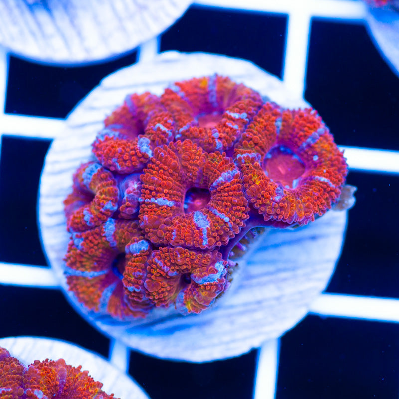 Awesome Aussie Acan #31