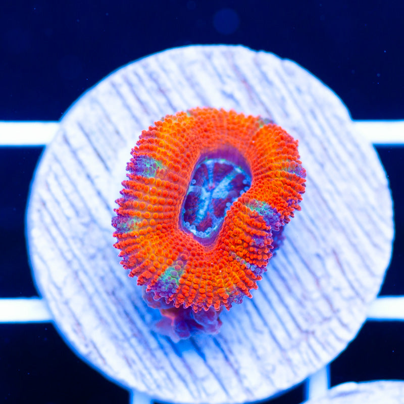 Aussie Rainbow Acan #2