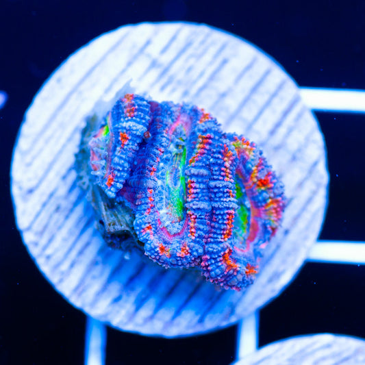 Aussie Rainbow Acan #5