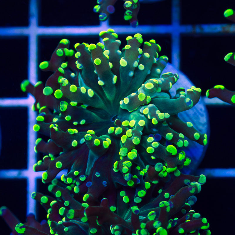 Bicolor Frogspawn #3