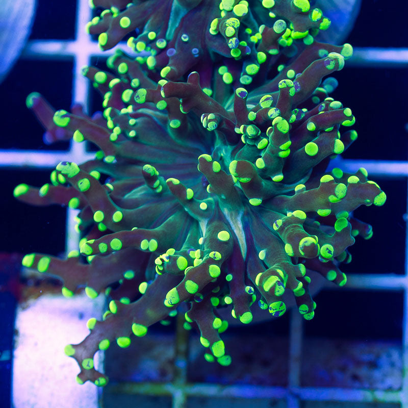 Bicolor Frogspawn #4