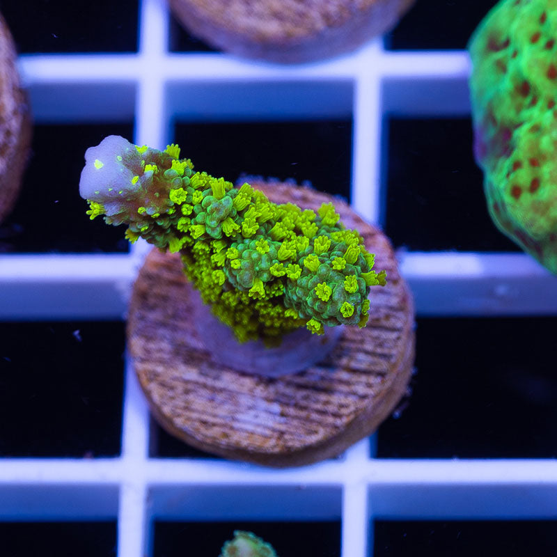 Uber Green Polyp Tubbs Stellata Monti #1