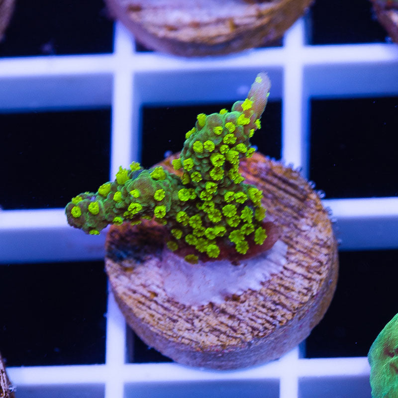 Uber Green Polyp Tubbs Stellata Monti #2