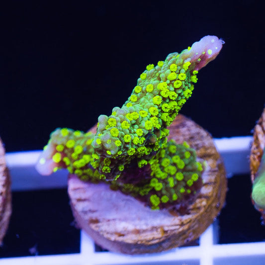 Uber Green Polyp Tubbs Stellata Monti #3