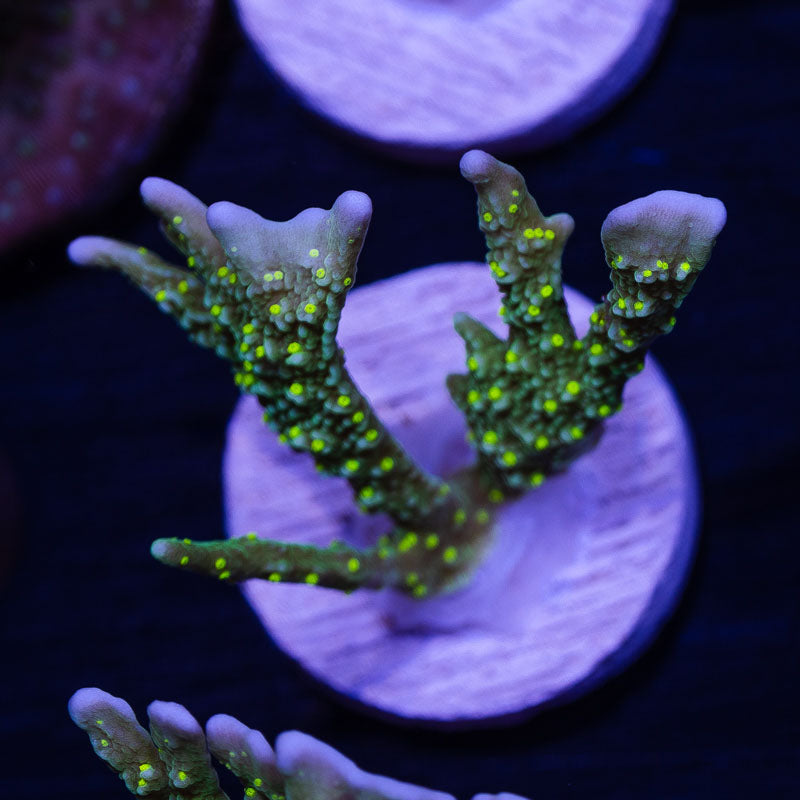 JF Green Light Montipora Hirsuta #2