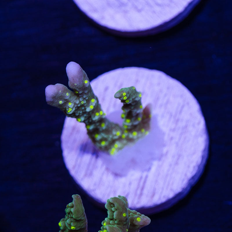 JF Green Light Montipora Hirsuta #4