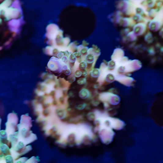 ORA Indiglow Acropora #3