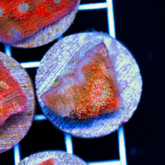 PolypPalooza CC Red Dragon Chalice #5