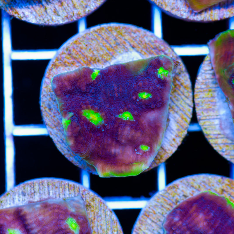 PolypPalooza Grape Watermelon Chalice #2