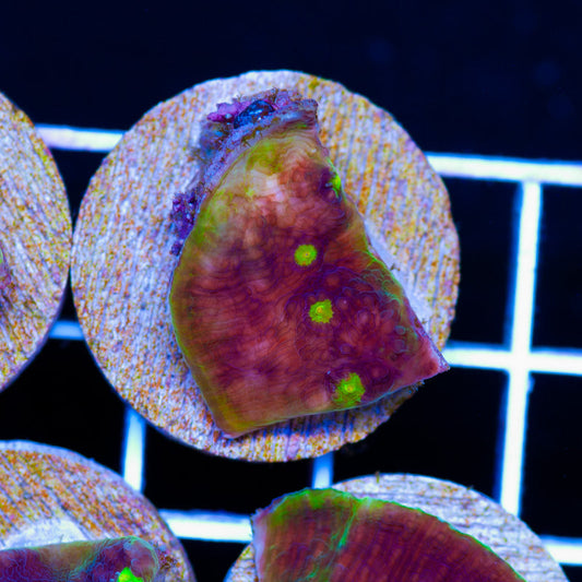 PolypPalooza Grape Watermelon Chalice #4