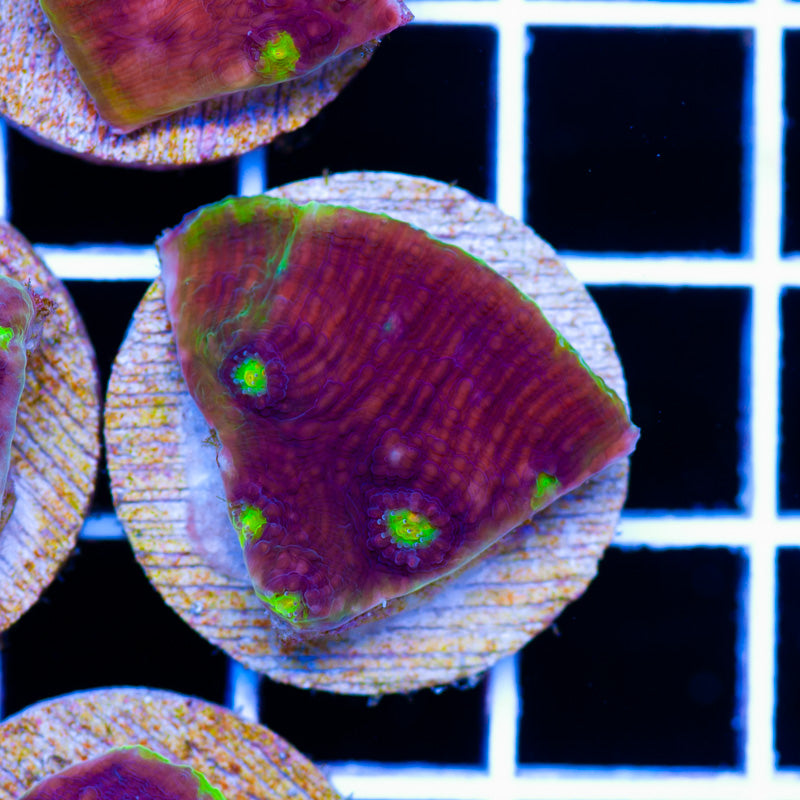 PolypPalooza Grape Watermelon Chalice #5