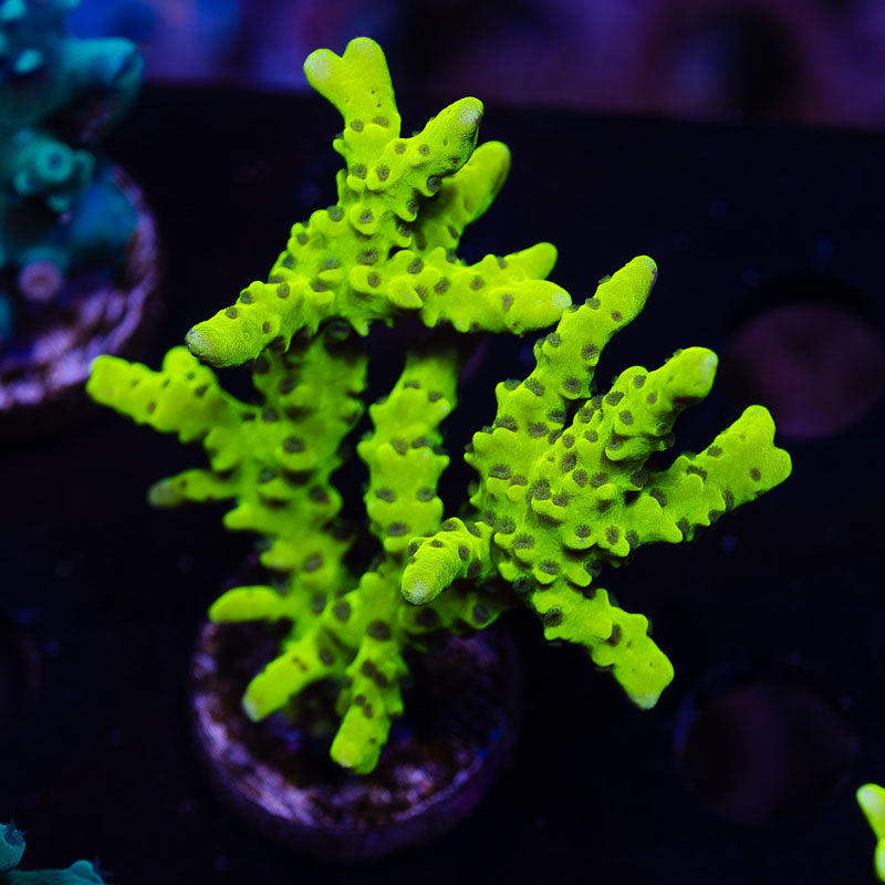 Bioreef Anacropora #1