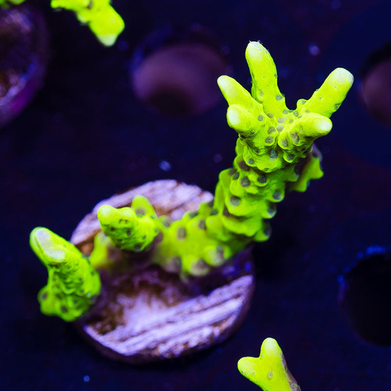 Bioreef Anacropora #2