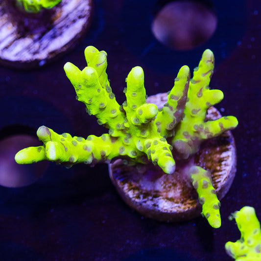 Bioreef Anacropora #4