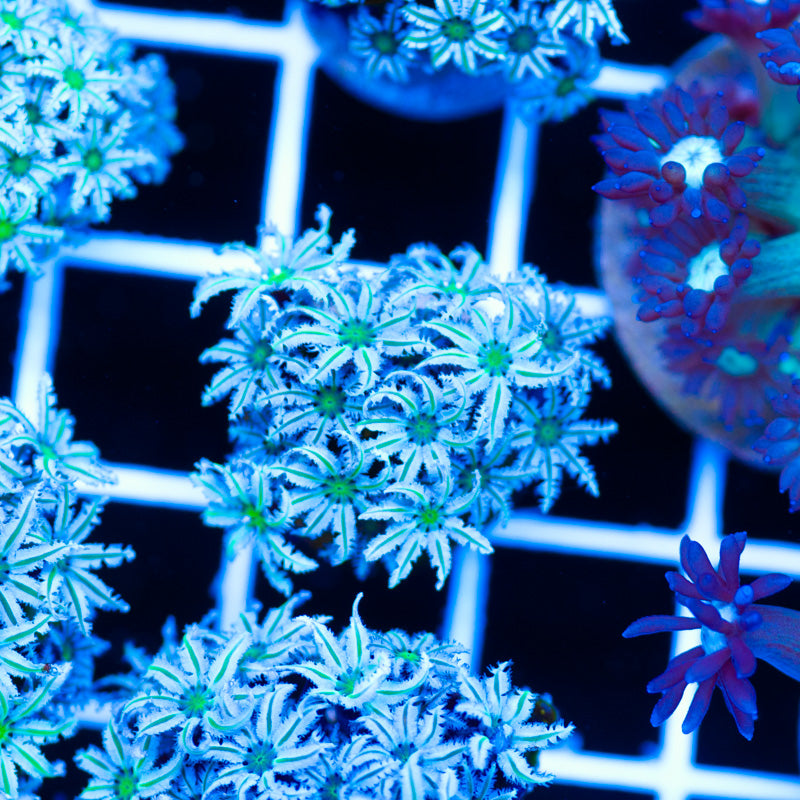 PolypPalooza Lazys Daisies Pipe Organ #2